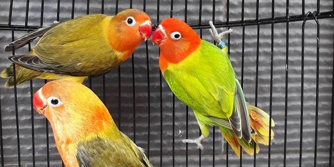 8-makanan-lovebird-murah-dan-lengkap-beri-pakan-terbaik-agar-burung-tetap-sehat